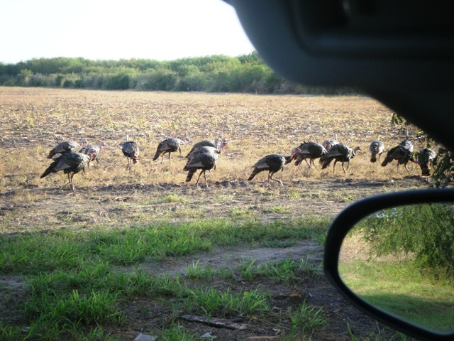 Wild Turkeys  --  Kingsville TX