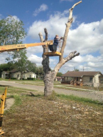 Gina working on big tree out front