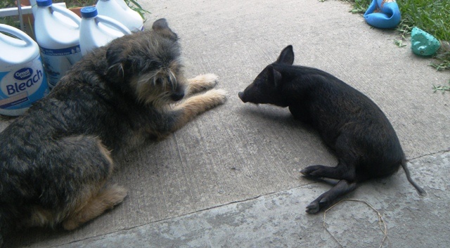 Scruffy Dog and Trixie